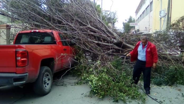 Cae enorme árbol encima de camioneta