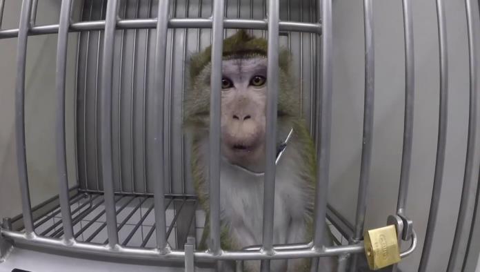 Filtran VIDEOS de simios gritando de dolor durante pruebas en laboratorio secreto