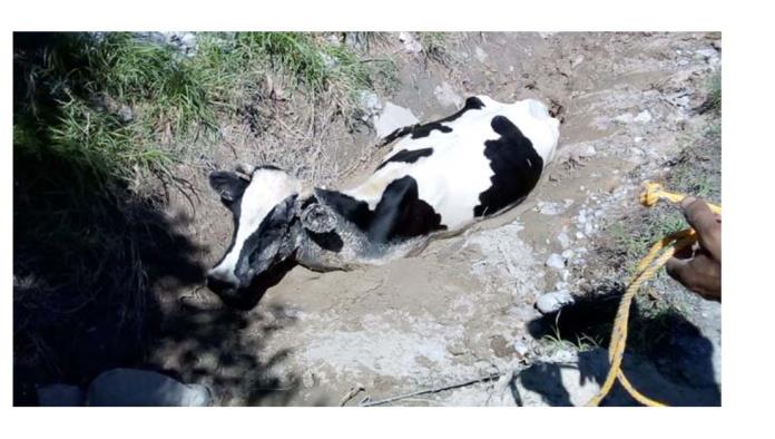 Se hunde vaca en lodo del “Paseo Monclova”
