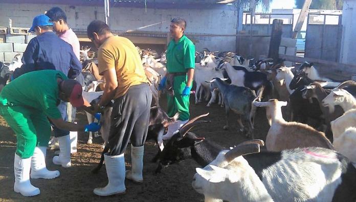 Refuerzan campaña contra la brucelosis