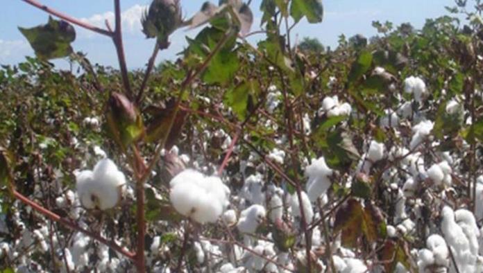 Ofrecen cosecha de algodón
