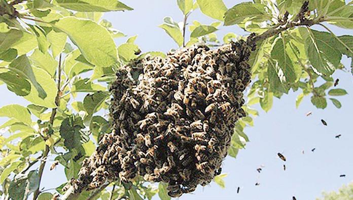 Alertan enjambres de abejas en Frontera