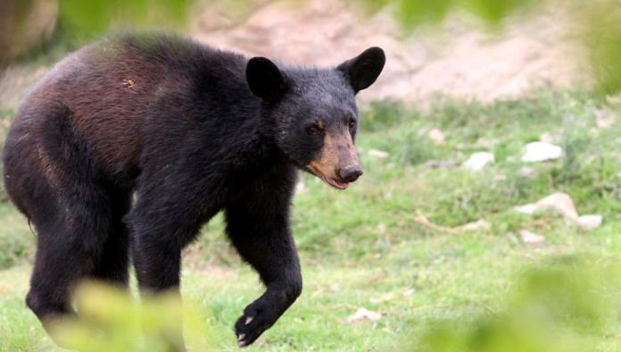 Advierten aumento de avistamientos de osos