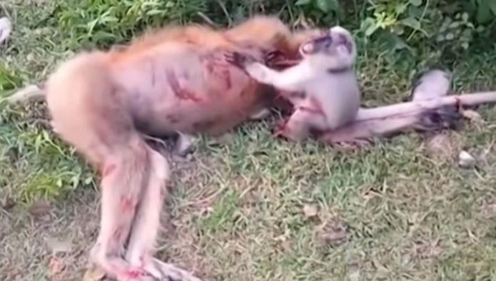 Mono bebé llora afligido por la muerte de su madre