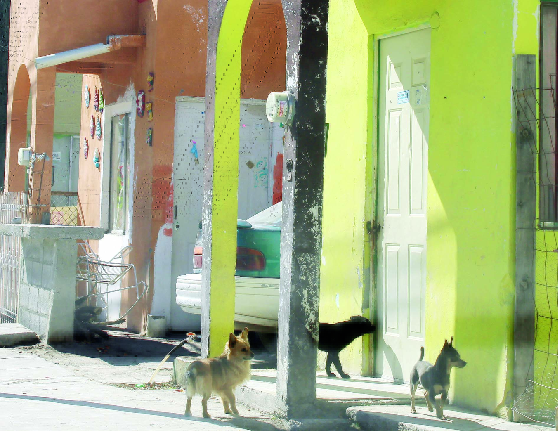 “Tiradero” de perros en colonia El Campanario