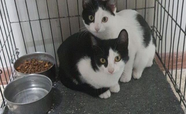 Adoptan a gatitos, realizan “CatFest” en la Plaza del Magisterio