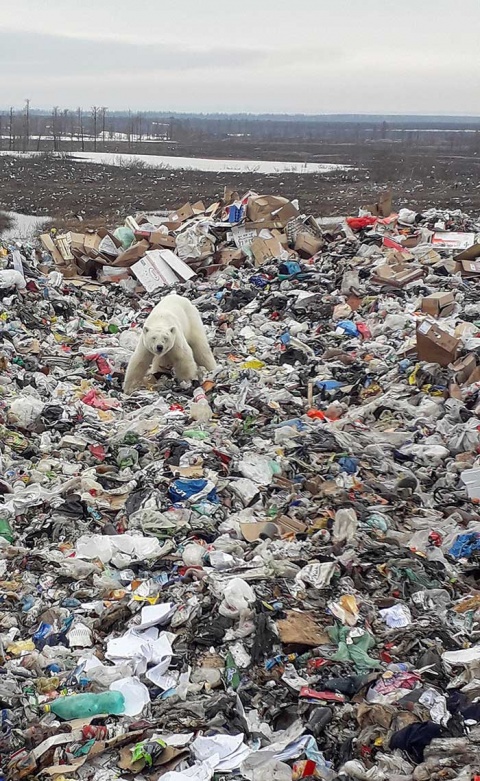 Oso polar demacrado vaga por ciudad en busca de comida