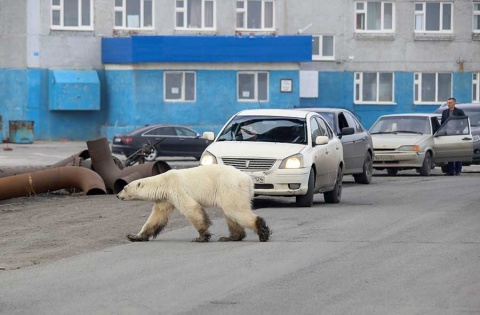 Oso polar demacrado vaga por ciudad en busca de comida