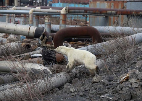 Oso polar demacrado vaga por ciudad en busca de comida