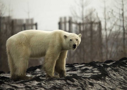 Oso polar demacrado vaga por ciudad en busca de comida