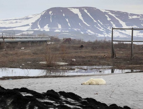 Oso polar demacrado vaga por ciudad en busca de comida