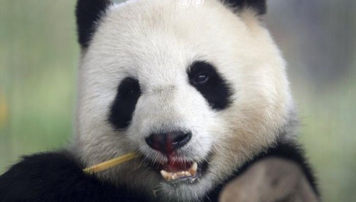 Zoológico de Berlín espera que haya romance entre dos pandas