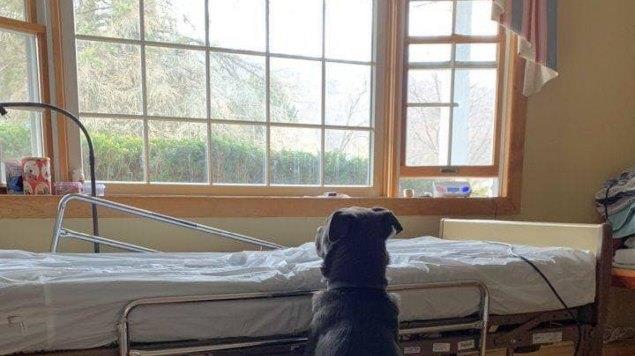 Lealtad eterna: Perrito espera a su dueño muerto frente a su cama de hospital