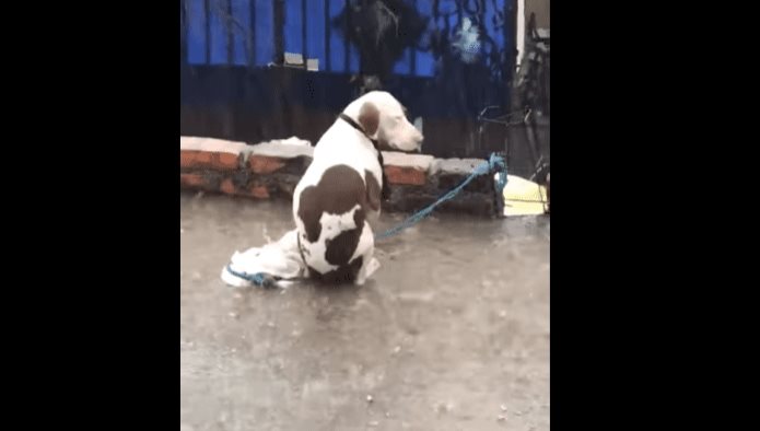 Deja a su perrito solo y amarrado durante fuerte granizada