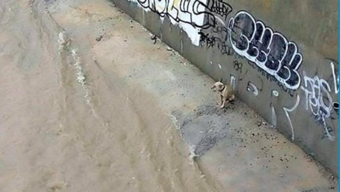 Fe en la humanidad restaurada: Rescatan a perrito en Monterrey