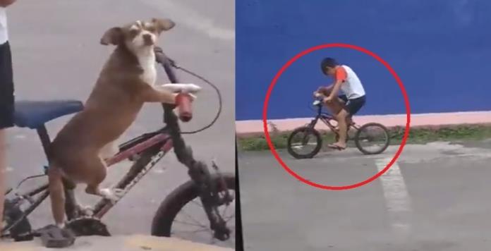 ¡Lomito bicicleto!: Captan a perrito a bordo de una bici (VIDEO)
