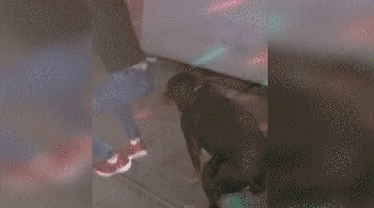 Perro acompaña a su dueño a discoteca y aprende a bailar reggeatón
