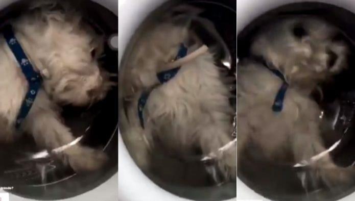 Dueña graba a su mascota dentro de una lavadora
