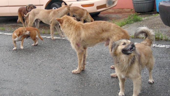 Ecología reactivo aseguramiento de perros callejeros