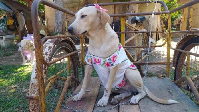 Ella es Polita, la perrita con huipil yucateco que enterneció las redes