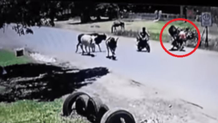 Video: Vaca karateka tumba a mujer con patada voladora
