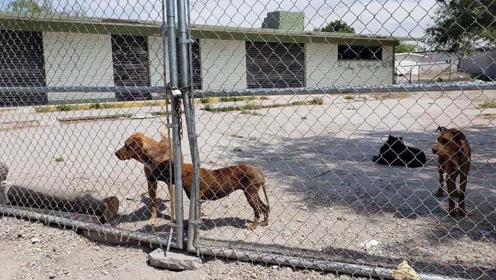 Matan de hambre a perros en el cuartel