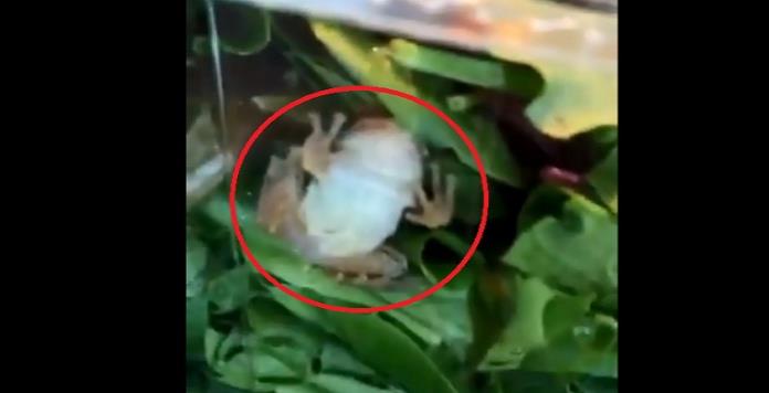 Compran ensalada empaquetada y descubren rana viva al interior (VIDEO)