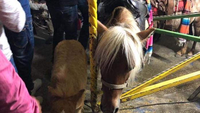 Reportan abuso animal en la Feria
