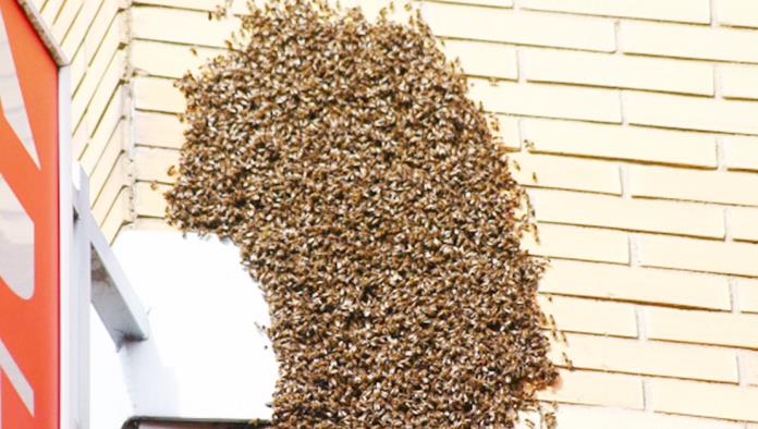 Mantienen a raya la presencia de abejas
