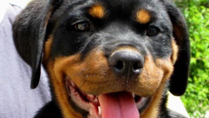 Muere bebé en Austria atacado por un perro Rottweiler