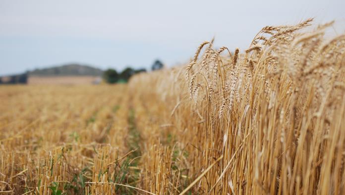 Levantan cosecha de trigo en la región