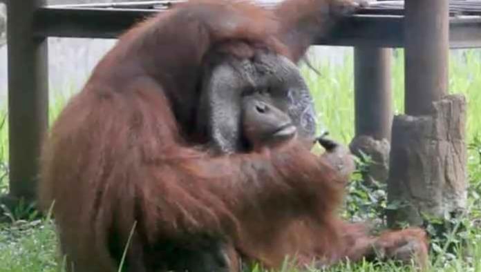 VIDEO: Orangután fumando en frente de los turistas