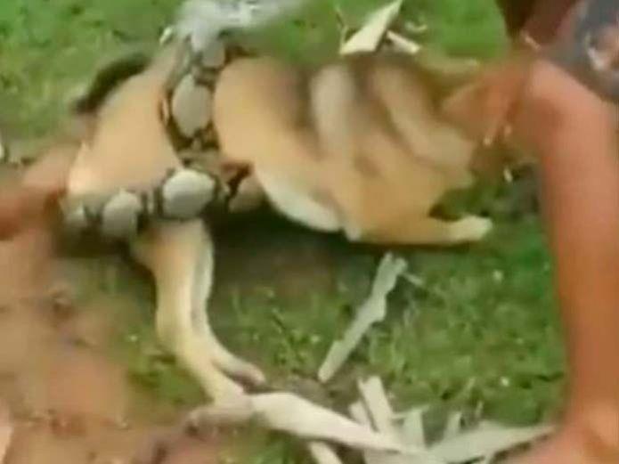 Tres niños se enfrentan a enorme serpiente por salvar a su perro