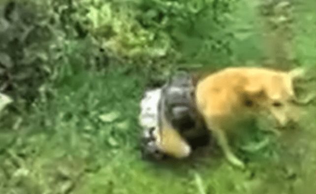 Angustioso rescate de un perro a punto de morir estrangulado por una boa (Vídeo)