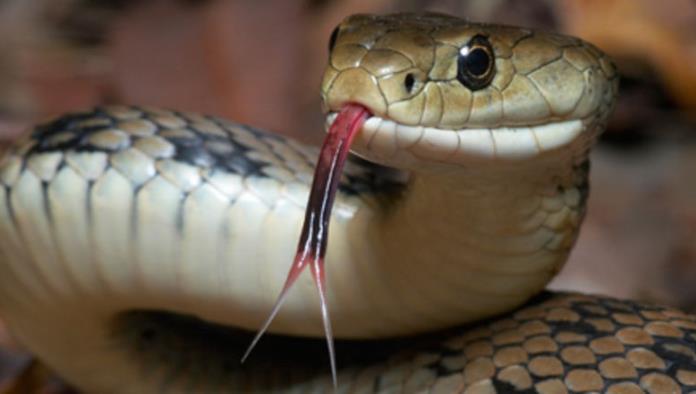 ¡Compra serpiente por internet y la mata!