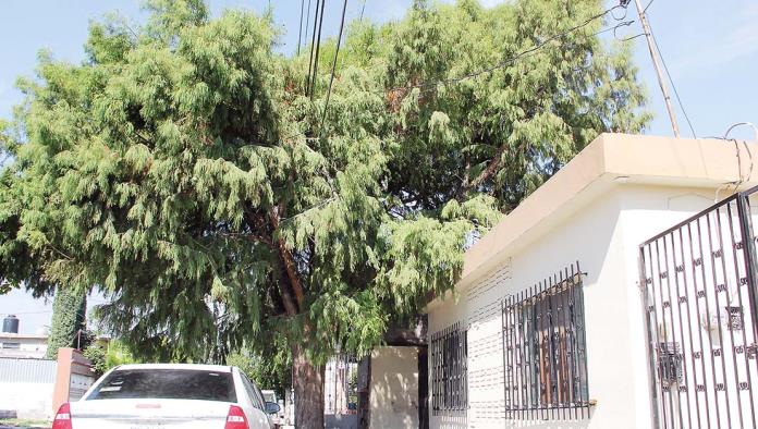 Temen que árbol rompa cableado