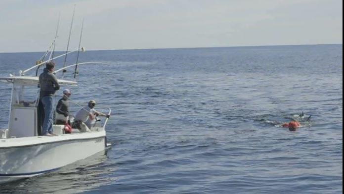 Científicos detectan enorme tiburón blanco en el Golfo de México