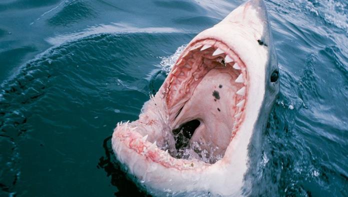 Ataques de tiburón provocan cierre de una playa en Florida