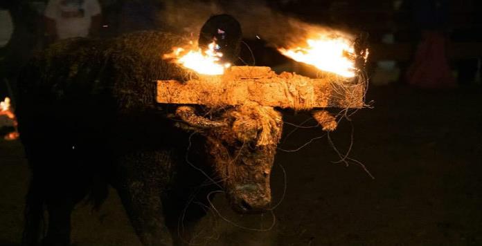 Incendian por más de una hora los cuernos a un toro en España