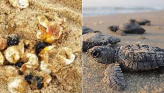 Profepa denuncia a empresa hotelera por destruir nido de tortugas