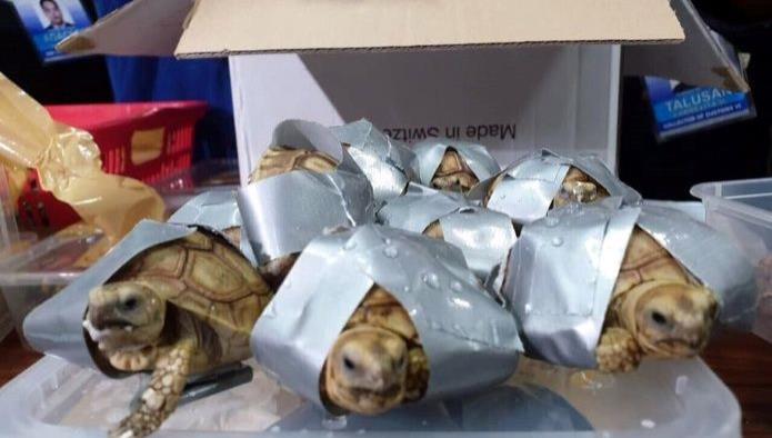 Encuentran más de mil 500 tortugas en maletas en Filipinas