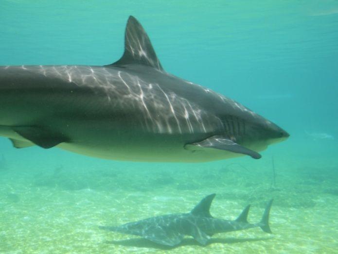 Pez gigante de 200 kilos se traga a un tiburón