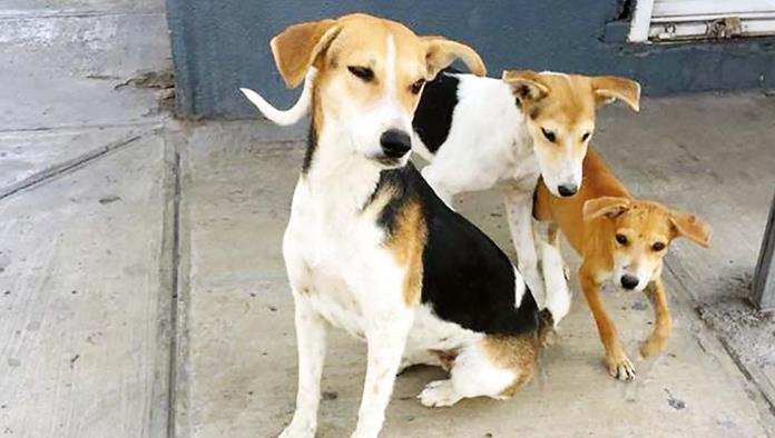 Investiga ‘matanza’ de perros y la corren
