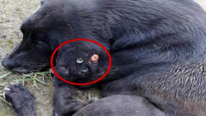 Maltrato animal: encuentran a perro con oreja podrida ¡tenía 3 botones cosidos!