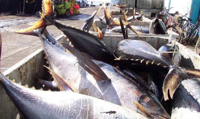 Alerta Profeco sobre marcas que ¡venden ‘soya’ por atún!