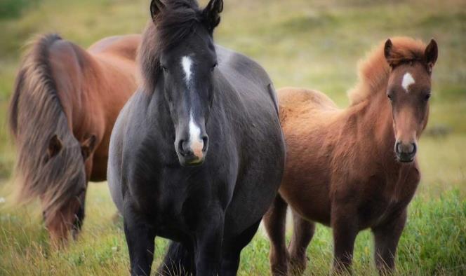 Asesinan a 15 caballos a tiros en Kentucky; nadie sabe quién fue