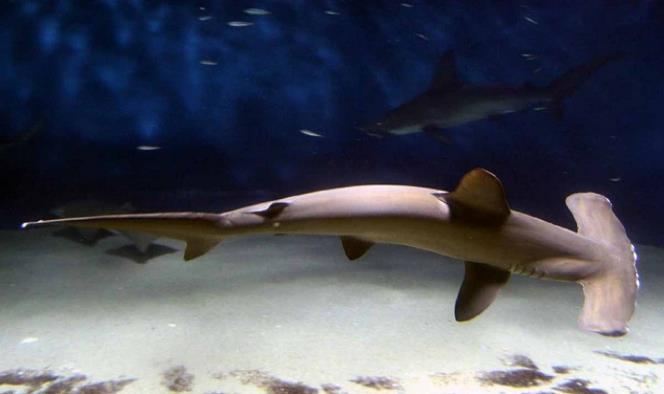 Tiburón martillo, en lista de especies en peligro crítico de extinción