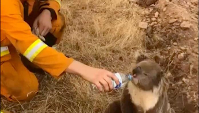 Teme Australia muerte de miles de koalas por incendios