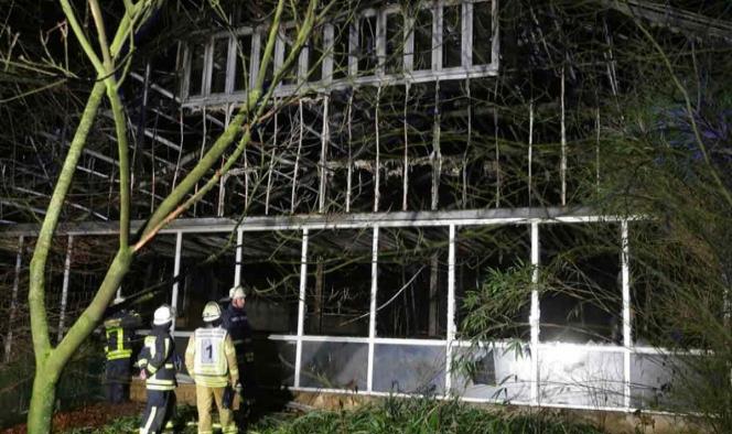 Mujeres provocaron incendio en zoológico donde murieron 30 simios