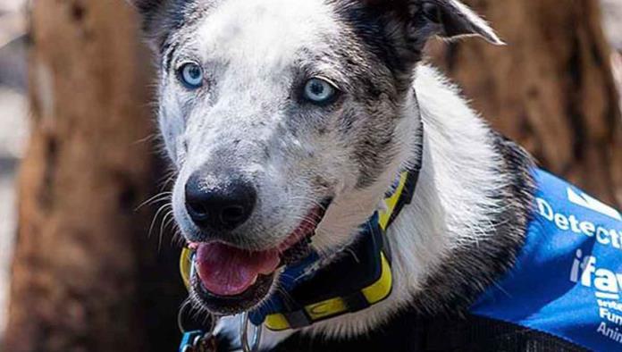 Oso, el perro abandonado que rescata koalas en Australia